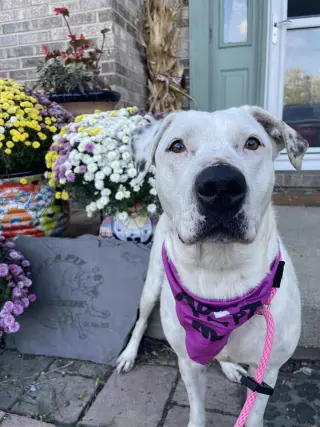 Gigi