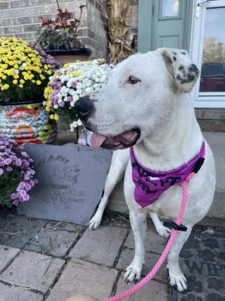 Gigi