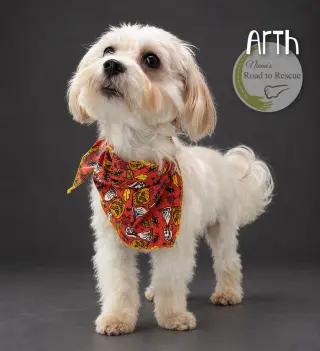 Arth