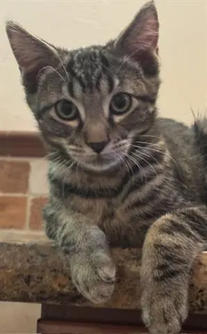 PEPPER