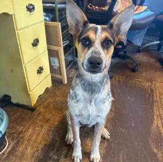 Lucy- ready for fun