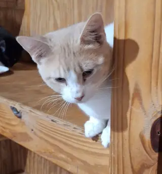 Ted