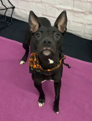 CARLA