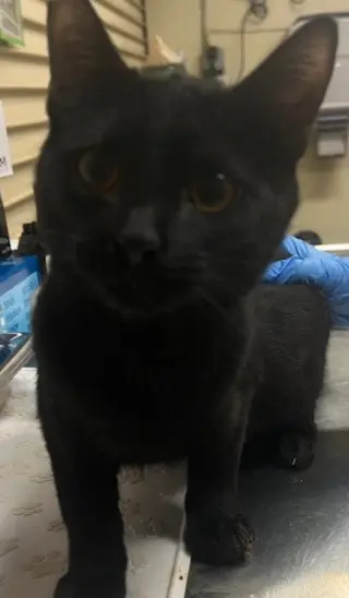 PANTHER