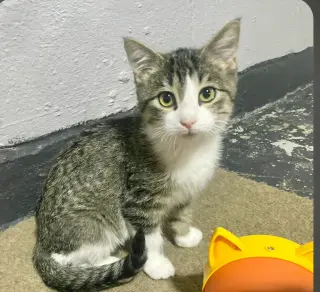 Poppy
