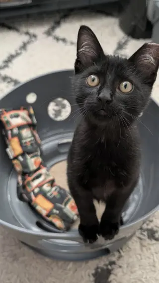 binx c.