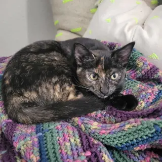 Nova