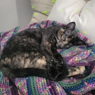 Nova