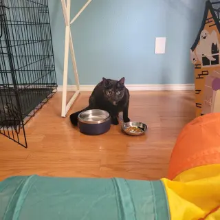 Nova