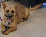 GRACIE