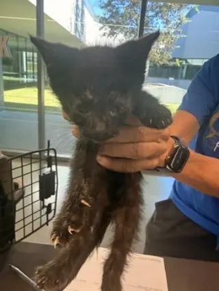 AXEL