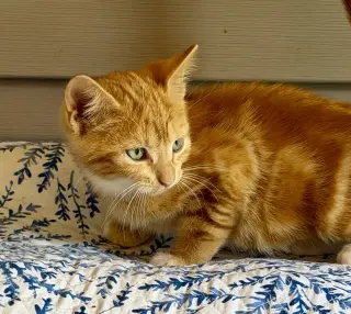 Chili