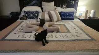 Panther
