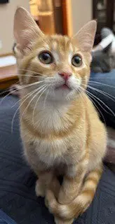 Smudge / Oliver