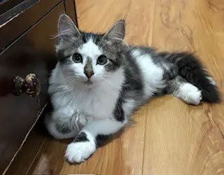 Smudge / Oliver