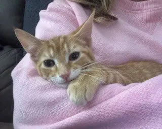 Smudge / Oliver
