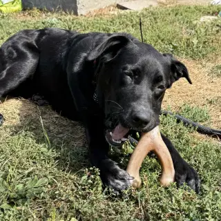 Franklin