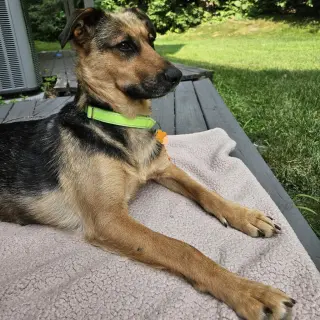 Delilah
