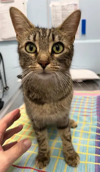 ROSIE