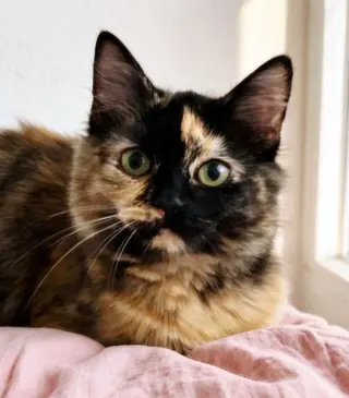 KITTEN AMELIA
