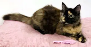 KITTEN AMELIA