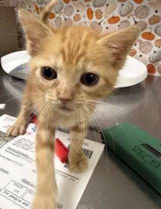 OSCAR