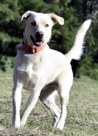 BOWIE