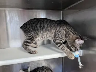 Plumpy