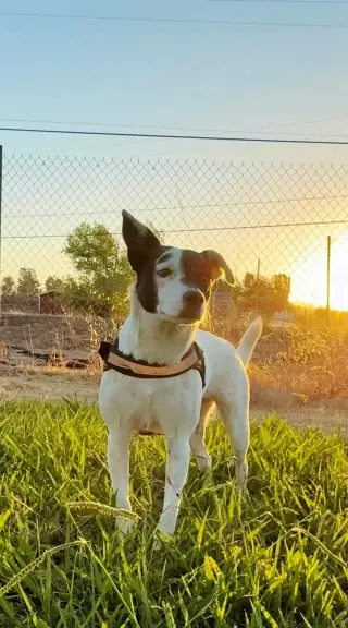 Pepper