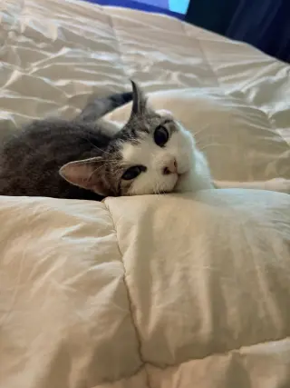 Buffy