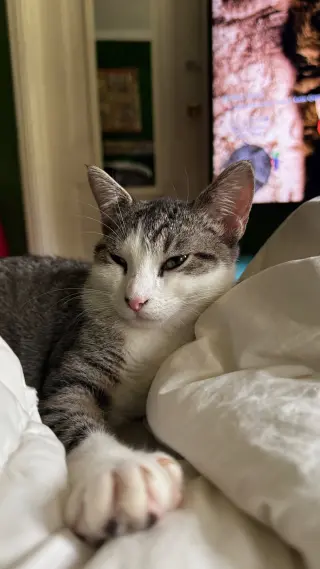 Buffy