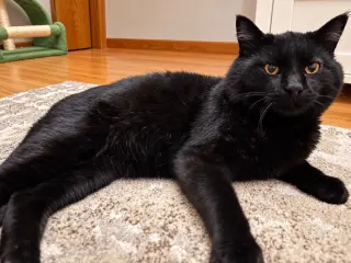 PARKER - Adult -floofy and friendly