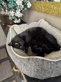 PARKER - Adult -floofy and friendly