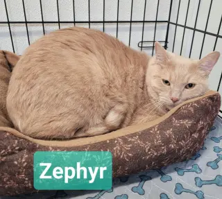 Zephyr