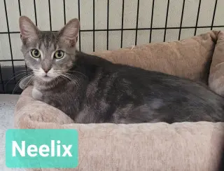 Neelix