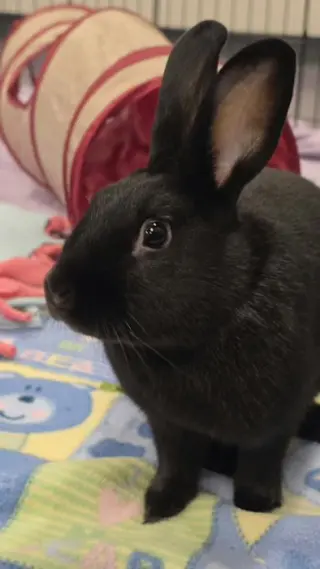Frankie