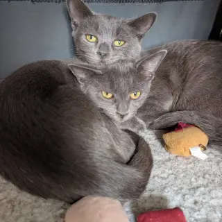Cinder & Ash