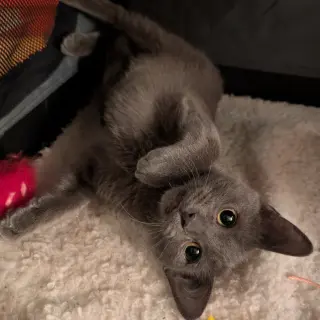 Cinder & Ash