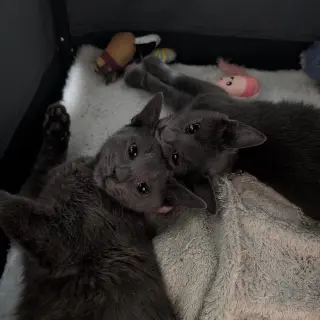 Cinder & Ash