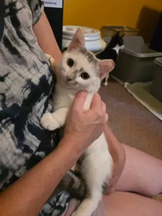 Zora