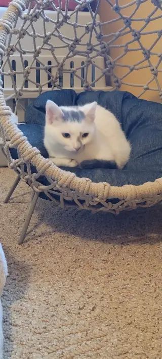 Zora