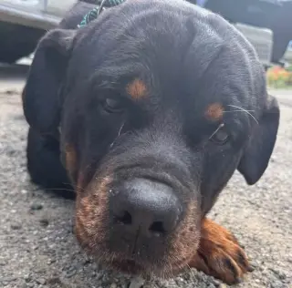 Moose