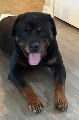 Moose