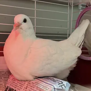 Peeps