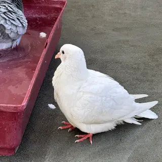 Peeps