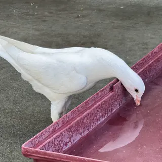 Peeps