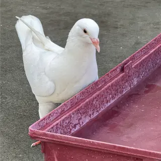 Peeps