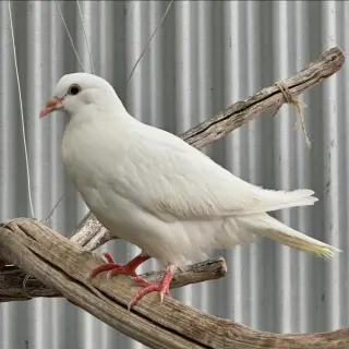 Peeps