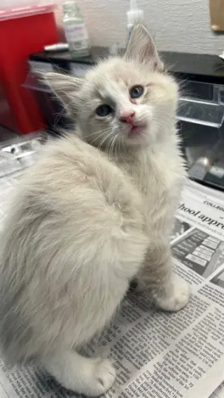 PRINCE