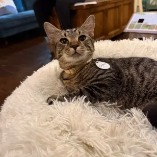 Pepper